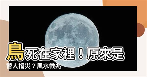 鳥死在家裡|家裡出現死鳥 鳥死在院子裡是擋災